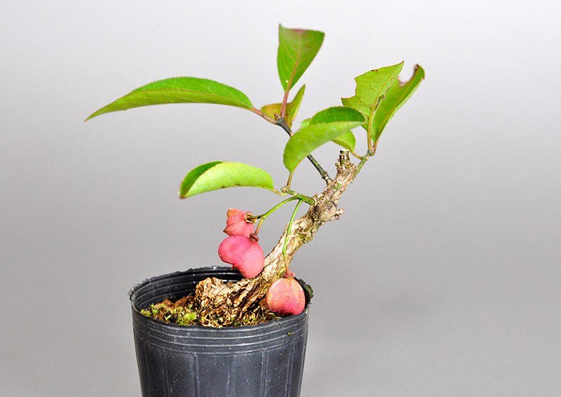 マユミ-N1（まゆみ・真弓）実もの盆栽を右側から見た景色・Euonymus hamiltonianus bonsai