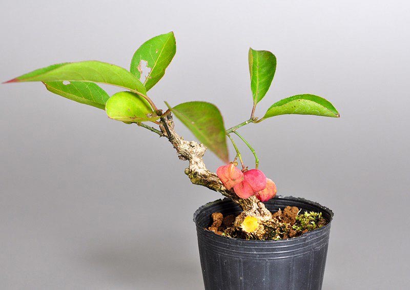 マユミ-N1（まゆみ・真弓）実もの盆栽を左側から見た景色・Euonymus hamiltonianus bonsai