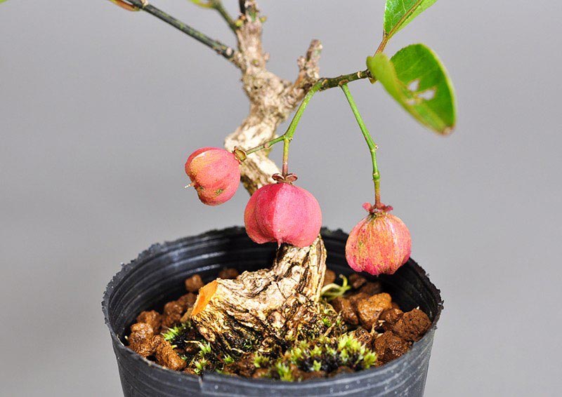 マユミ-N1（まゆみ・真弓）実もの盆栽を別側から見た景色・Euonymus hamiltonianus bonsai