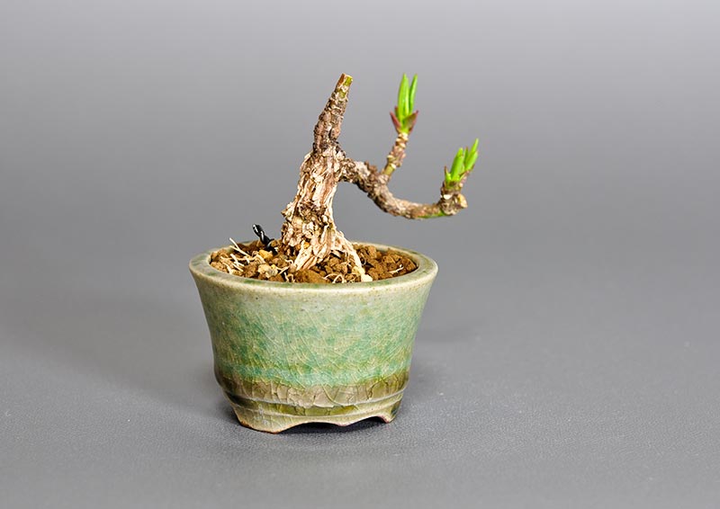 マユミ-O1（まゆみ・真弓）実もの盆栽を左側から見た景色・Euonymus hamiltonianus bonsai