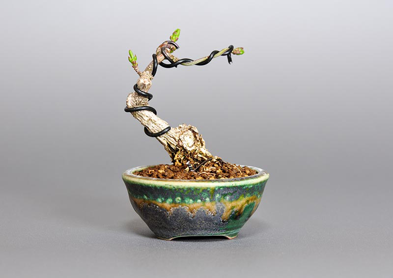 マユミ-P1（まゆみ・真弓）実もの盆栽を裏側から見た景色・Euonymus hamiltonianus bonsai