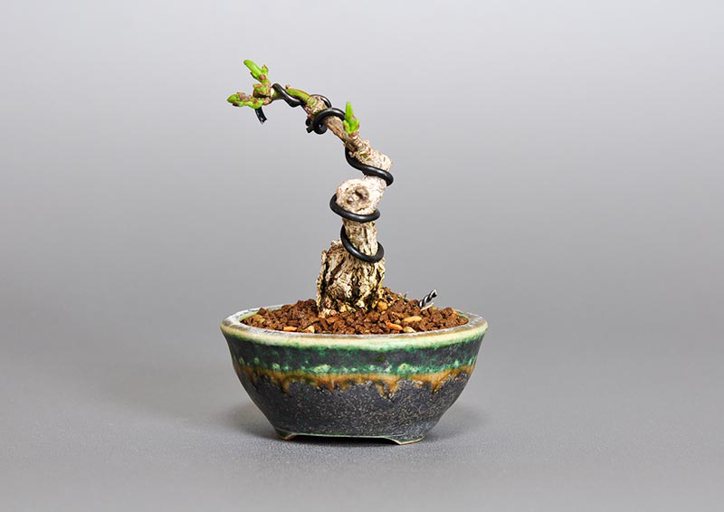 マユミ-P1（まゆみ・真弓）実もの盆栽を右側から見た景色・Euonymus hamiltonianus bonsai