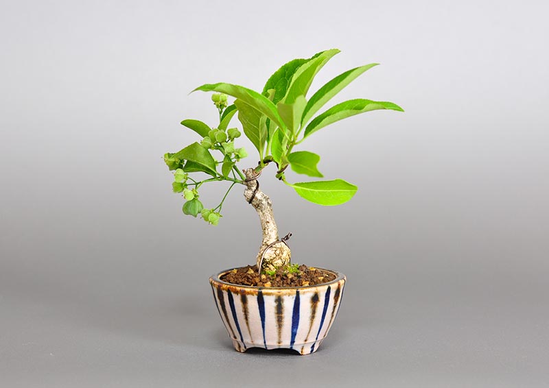 マユミ-Q1（まゆみ・真弓）実もの盆栽を右側から見た景色・Euonymus hamiltonianus bonsai