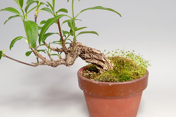 マユミ-R-1（まゆみ・真弓）荒皮性、実もの盆栽の販売と育て方・作り方・Euonymus hamiltonianus bonsai