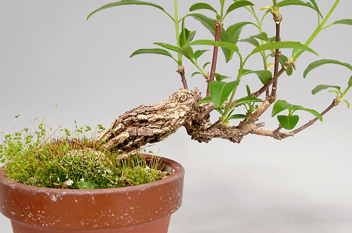 マユミ-R-1（まゆみ・真弓）荒皮性、実もの盆栽を裏側から見た景色・Euonymus hamiltonianus bonsai