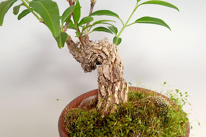 マユミ-R-1（まゆみ・真弓）荒皮性、実もの盆栽を裏側から見た景色・Euonymus hamiltonianus bonsai