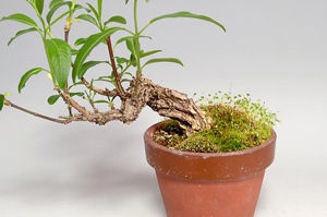 マユミ-R（まゆみ・真弓）荒皮性、実もの盆栽の成長記録-1・Euonymus hamiltonianus bonsai