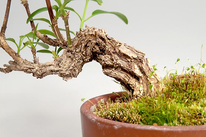 マユミ-R-1（まゆみ・真弓）荒皮性、実もの盆栽を拡大して見た景色・Euonymus hamiltonianus bonsai
