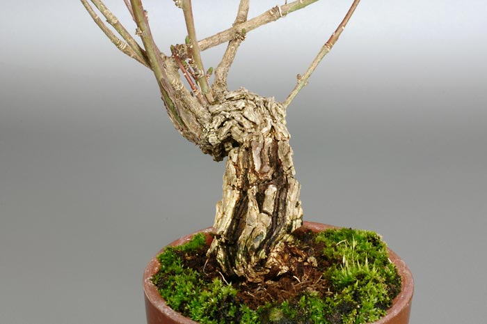 マユミR-2（まゆみ・真弓）荒皮性、実もの盆栽を右側から見た景色・Euonymus hamiltonianus Wall bonsai