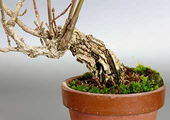 マユミ-R（まゆみ・真弓）荒皮性、実もの盆栽の成長記録-1・Euonymus hamiltonianus bonsai