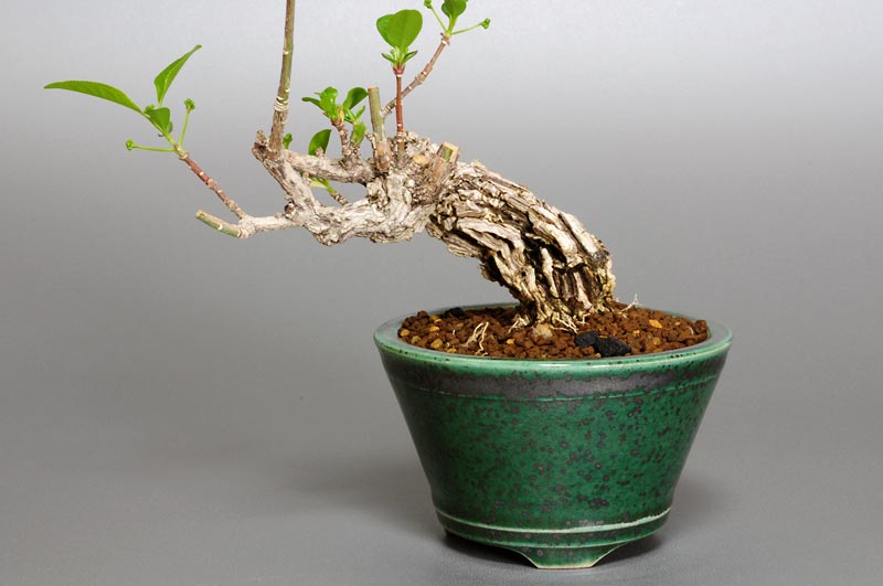 マユミR（まゆみ・真弓）豆盆栽の販売と育て方・作り方・Euonymus hamiltonianus Wall bonsai photo