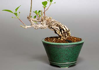 マユミ-R（まゆみ・真弓）盆栽の樹作りの参考樹形・Euonymus hamiltonianus Best bonsai