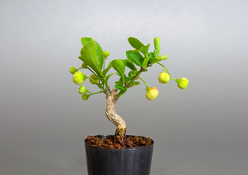 マユミ-S1（まゆみ・真弓）実もの盆栽の販売と育て方・作り方・Euonymus hamiltonianus bonsai