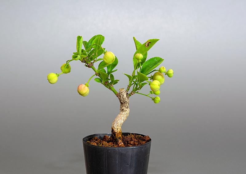 マユミ-S1（まゆみ・真弓）実もの盆栽を裏側から見た景色・Euonymus hamiltonianus Wall bonsai