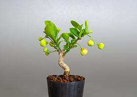 マユミ-S1（真弓盆栽）Euonymus hamiltonianus Wall bonsaiの販売・通販店｜Bonsai trees Shop