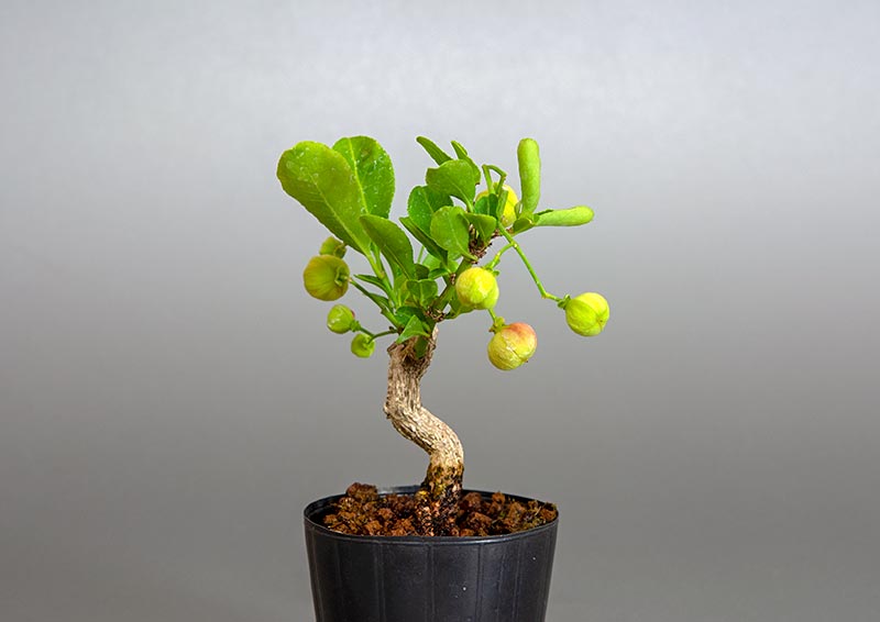 マユミ-S1（まゆみ・真弓）実もの盆栽を右側から見た景色・Euonymus hamiltonianus Wall bonsai