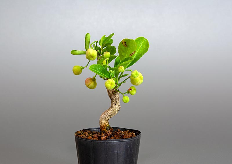マユミ-S1（まゆみ・真弓）実もの盆栽を左側から見た景色・Euonymus hamiltonianus bonsai