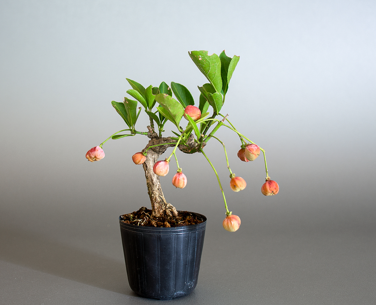 マユミ-T1（まゆみ・真弓）実もの盆栽の販売と育て方・作り方・Euonymus hamiltonianus bonsai