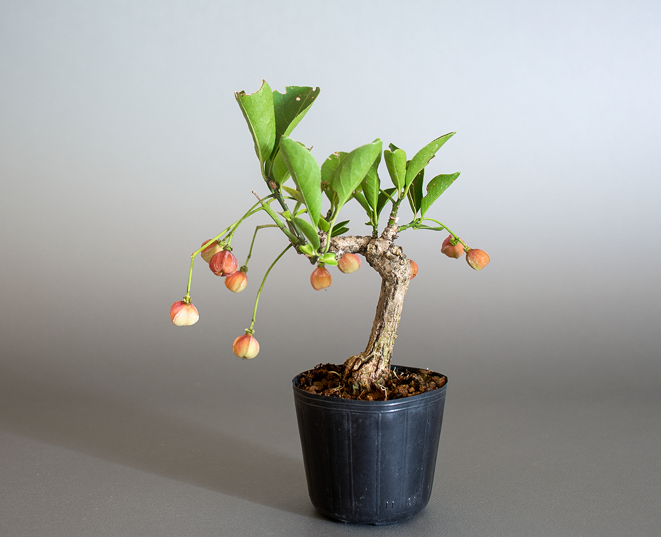 マユミ-T1（まゆみ・真弓）実もの盆栽を裏側から見た景色・Euonymus hamiltonianus bonsai