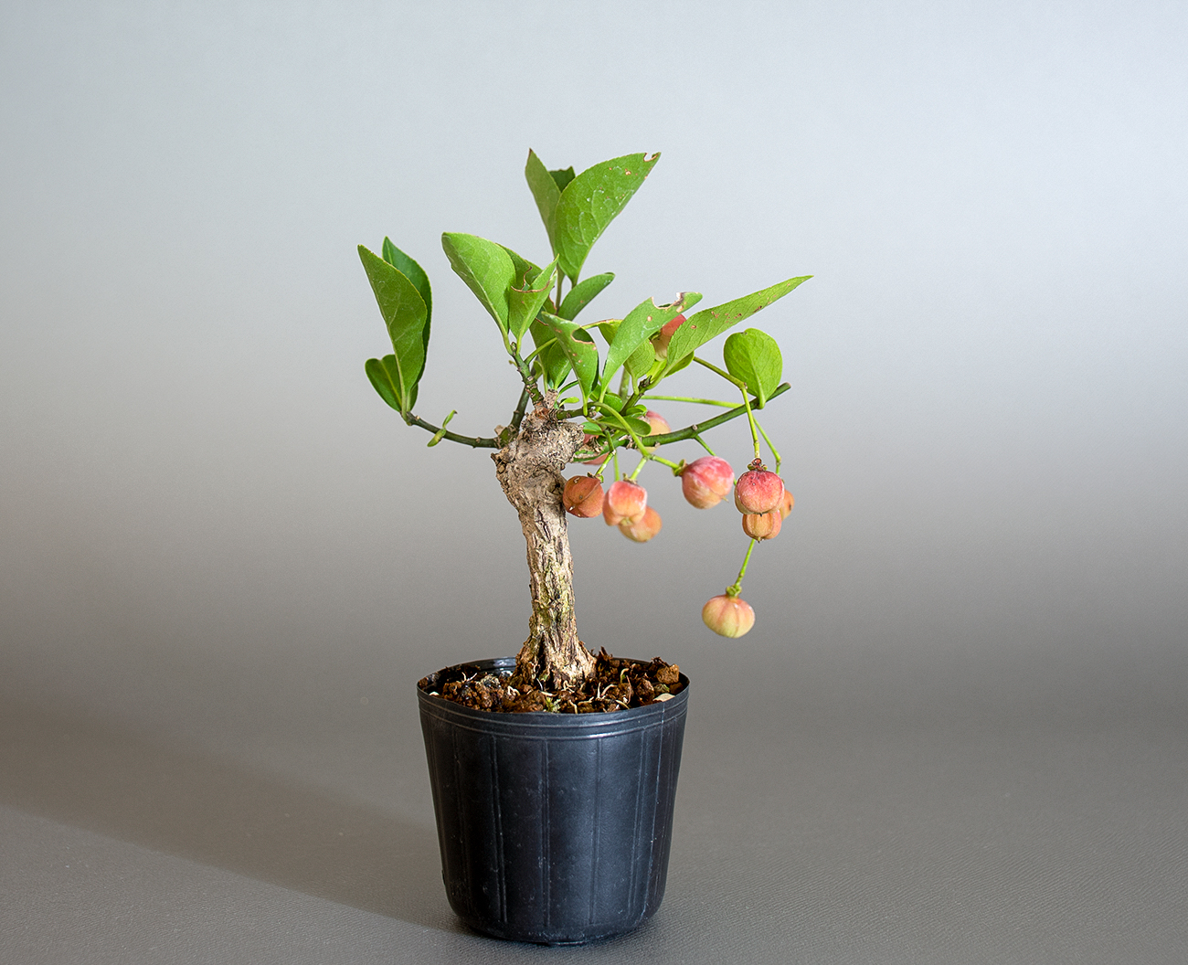 マユミ-T1（まゆみ・真弓）実もの盆栽を左側から見た景色・Euonymus hamiltonianus bonsai