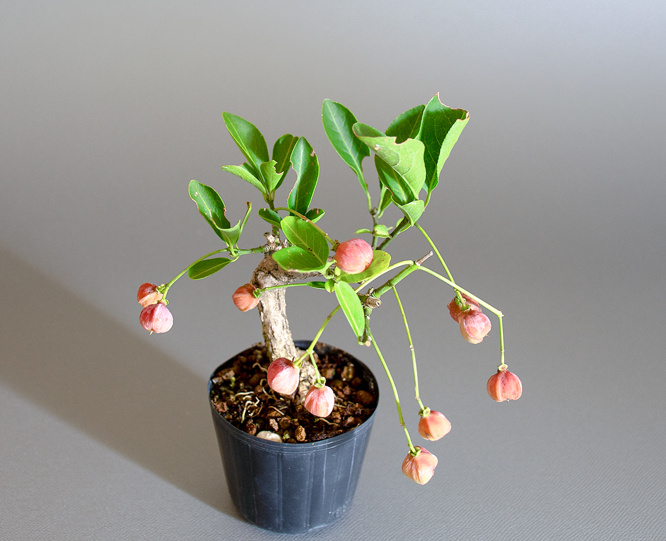 マユミ-T1（まゆみ・真弓）実もの盆栽の上側から見た景色・Euonymus hamiltonianus bonsai
