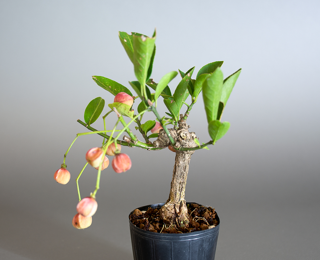 マユミ-T1（まゆみ・真弓）実もの盆栽の拡大して見た景色・Euonymus hamiltonianus bonsai