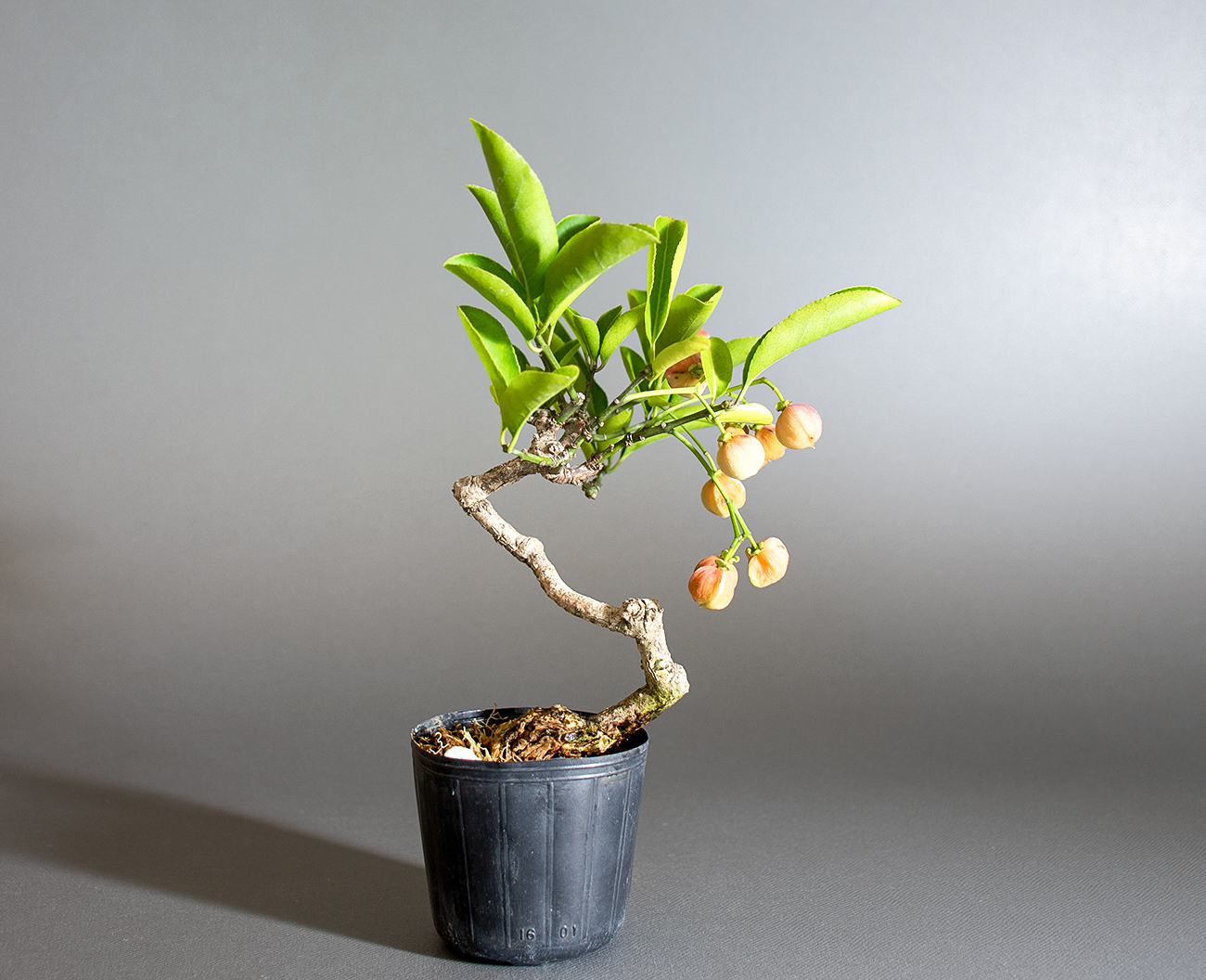 マユミ-U1（まゆみ・真弓）実もの盆栽の販売と育て方・作り方・Euonymus hamiltonianus bonsai