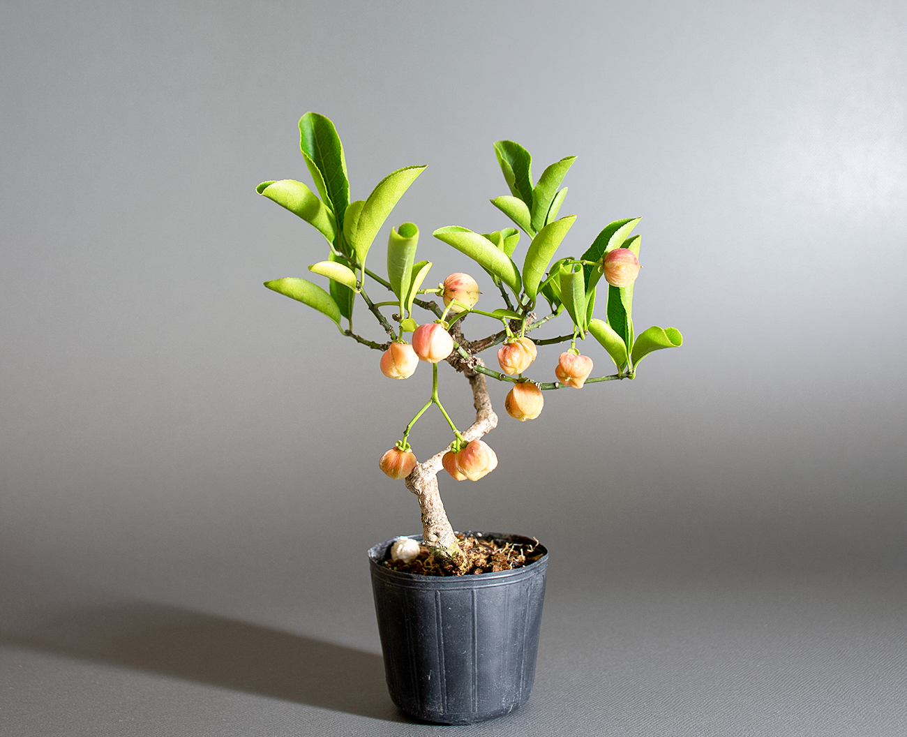 マユミ-U1（まゆみ・真弓）実もの盆栽を右側から見た景色・Euonymus hamiltonianus bonsai