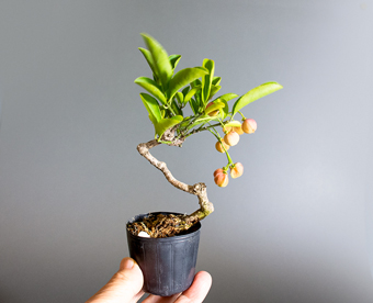 マユミ-U1（真弓盆栽）Euonymus hamiltonianus bonsai｜おすすめの盆栽