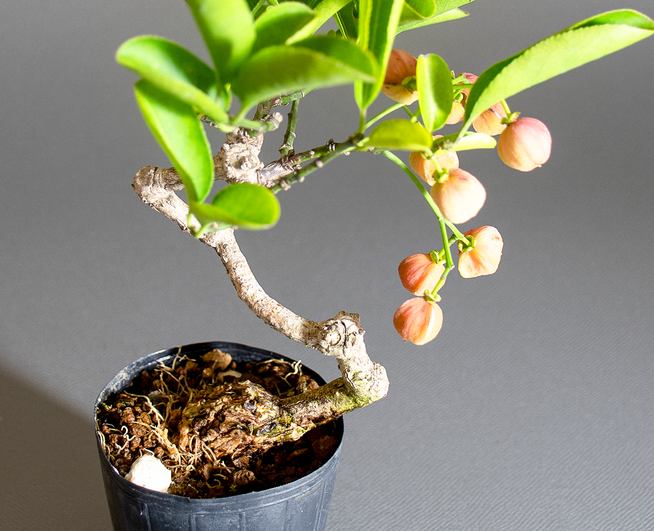 マユミ-U1（まゆみ・真弓）実もの盆栽の上側から見た景色・Euonymus hamiltonianus bonsai