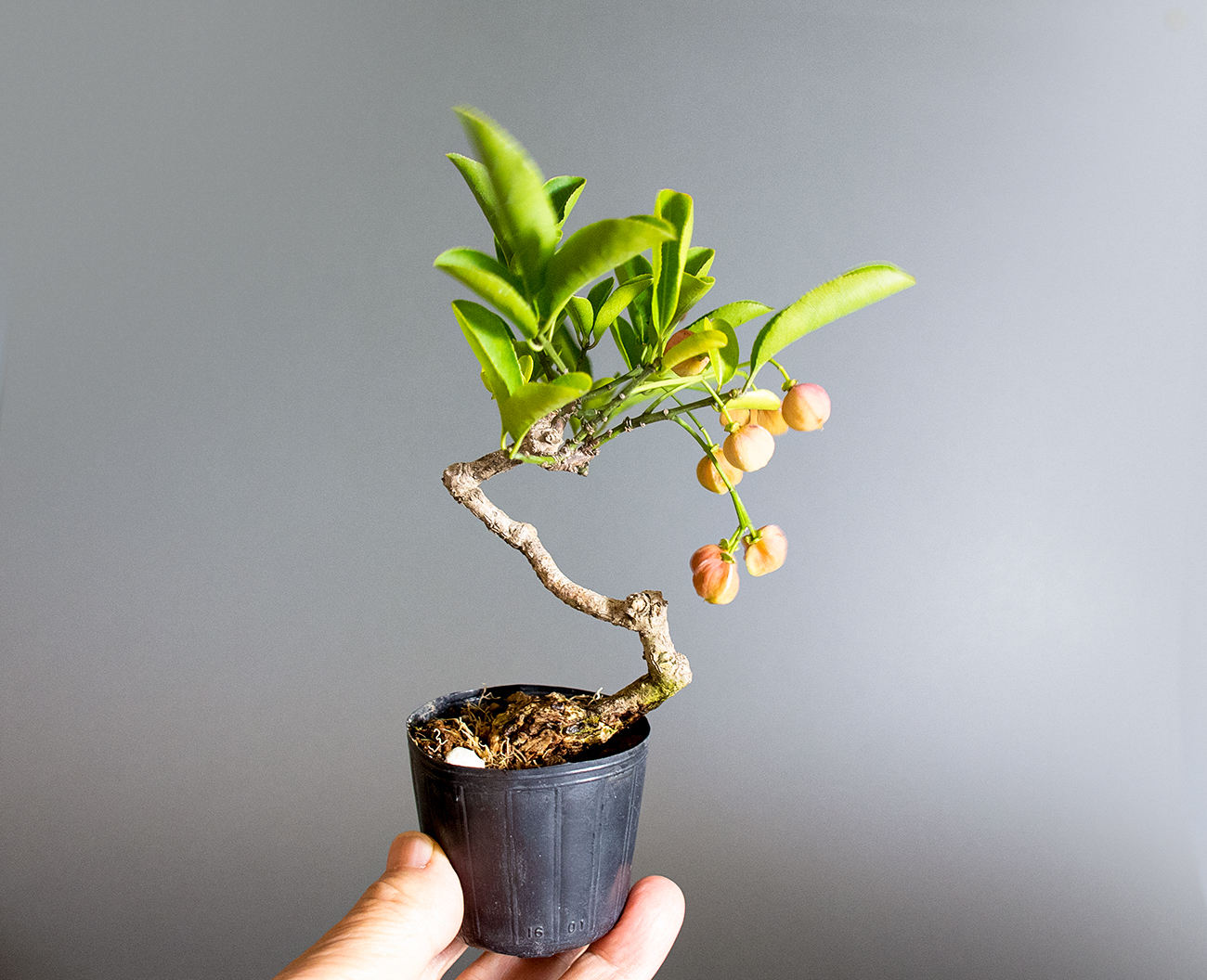 マユミ-U1（まゆみ・真弓）実もの盆栽の手乗りの景色・Euonymus hamiltonianus bonsai