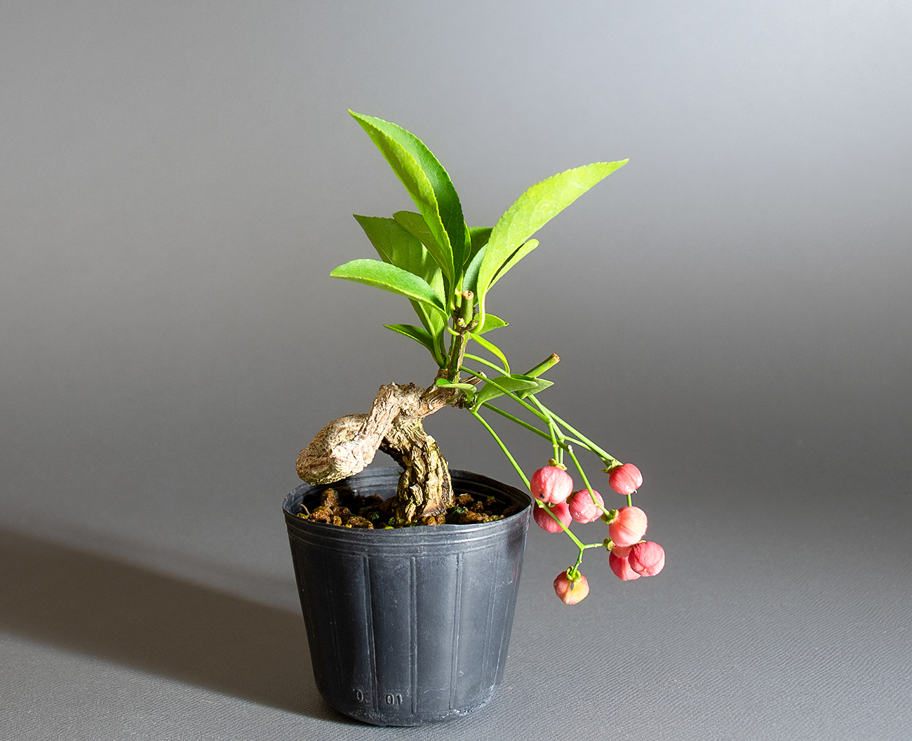 マユミ-V1（まゆみ・真弓）実もの盆栽の販売と育て方・作り方・Euonymus hamiltonianus bonsai