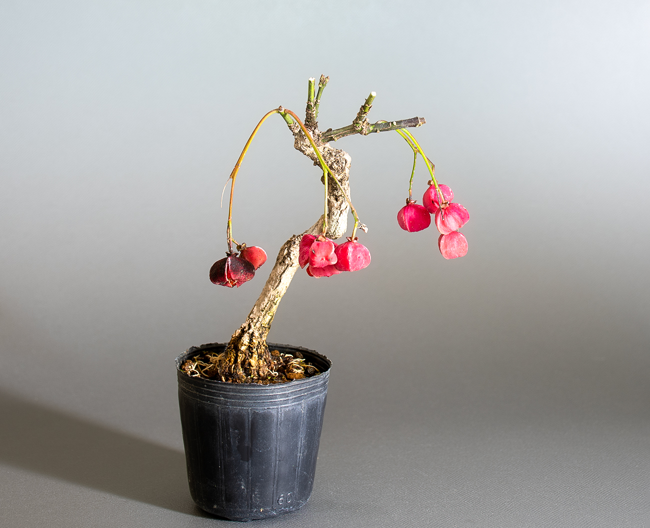 マユミ-W1（まゆみ・真弓）実もの盆栽の販売と育て方・作り方・Euonymus hamiltonianus bonsai