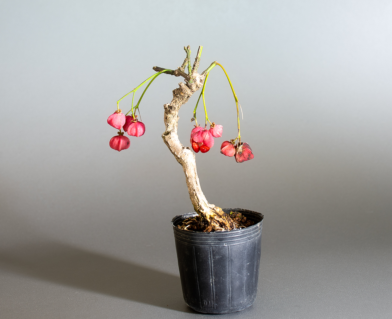 マユミ-W1（まゆみ・真弓）実もの盆栽を裏側から見た景色・Euonymus hamiltonianus bonsai