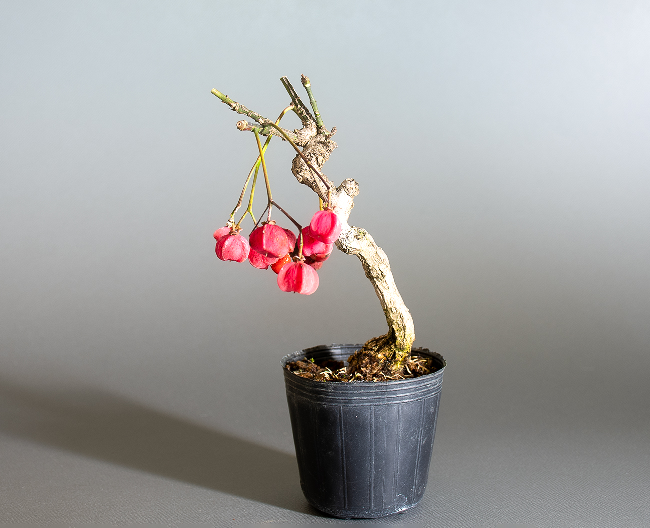 マユミ-W1（まゆみ・真弓）実もの盆栽を右側から見た景色・Euonymus hamiltonianus bonsai