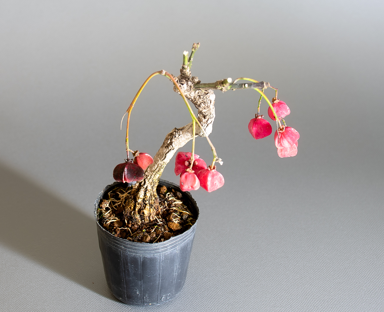 マユミ-W1（まゆみ・真弓）実もの盆栽の上側から見た景色・Euonymus hamiltonianus bonsai