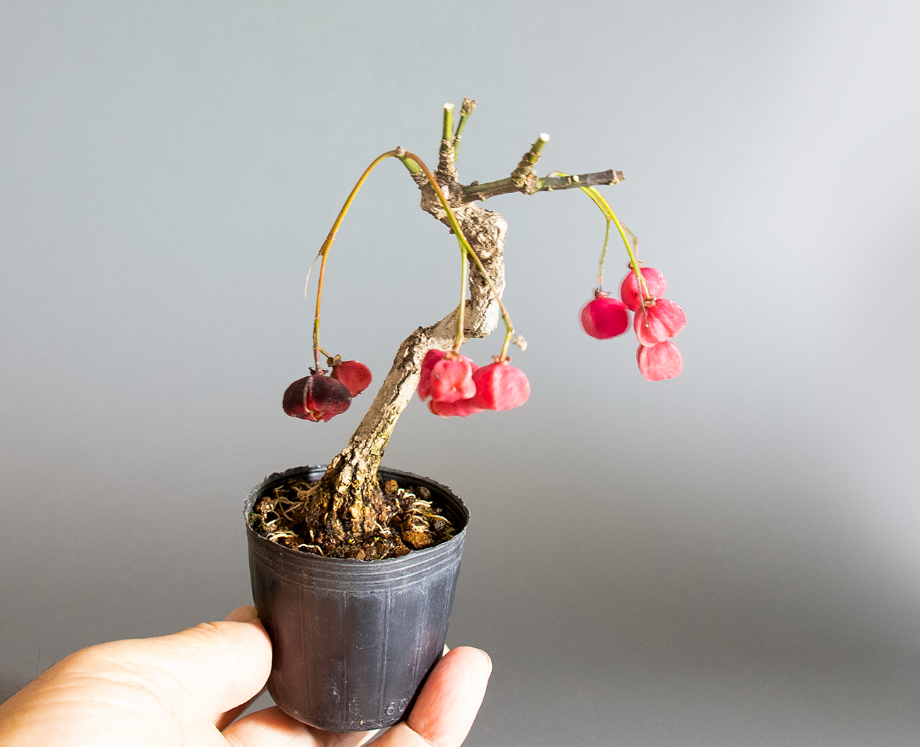 マユミ-W1（まゆみ・真弓）実もの盆栽の手乗りの景色・Euonymus hamiltonianus bonsai