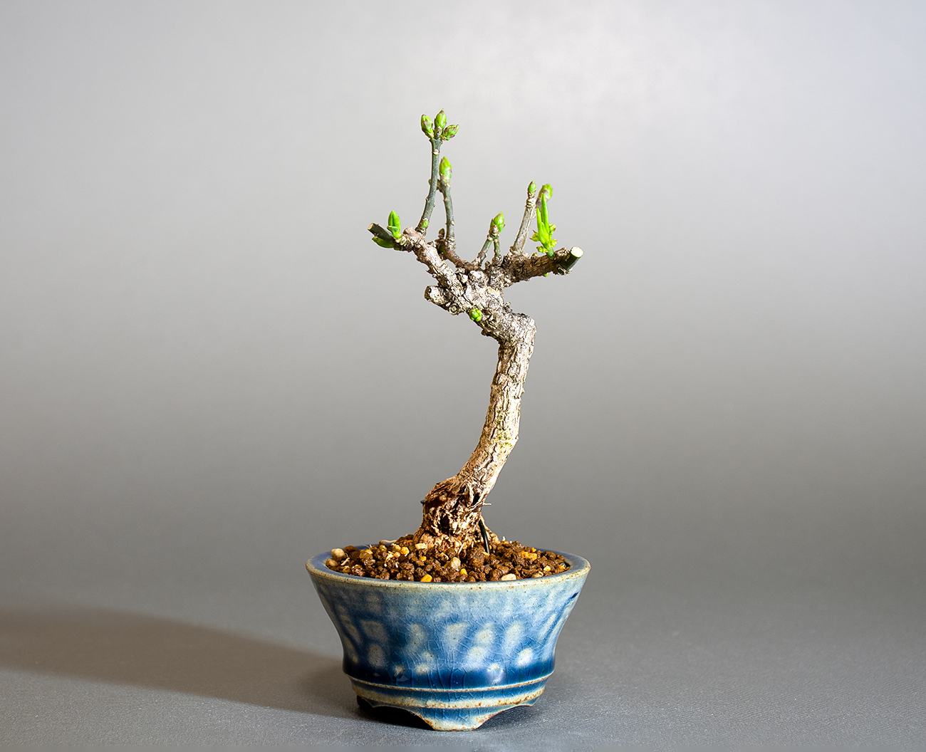 マユミ-X1（まゆみ・真弓）実もの盆栽の販売と育て方・作り方・Euonymus hamiltonianus bonsai