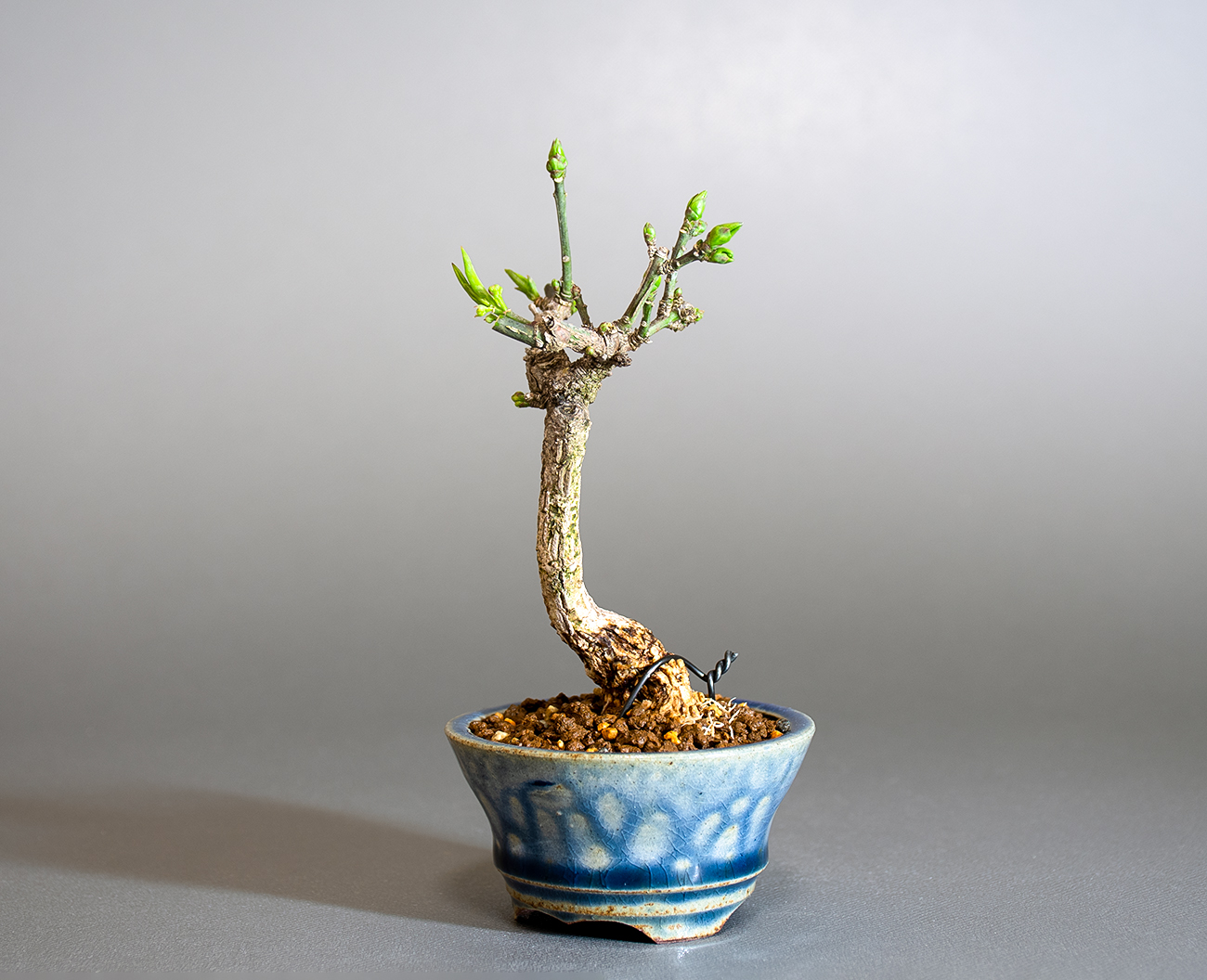 マユミ-X1（まゆみ・真弓）実もの盆栽を右側から見た景色・Euonymus hamiltonianus bonsai