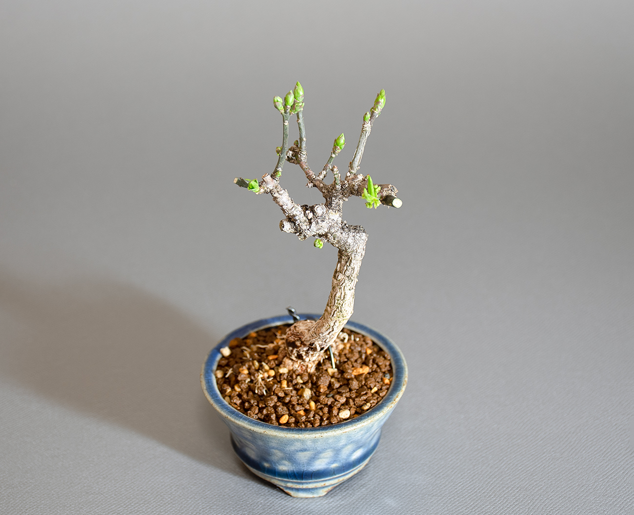 マユミ-X1（まゆみ・真弓）実もの盆栽の上側から見た景色・Euonymus hamiltonianus bonsai