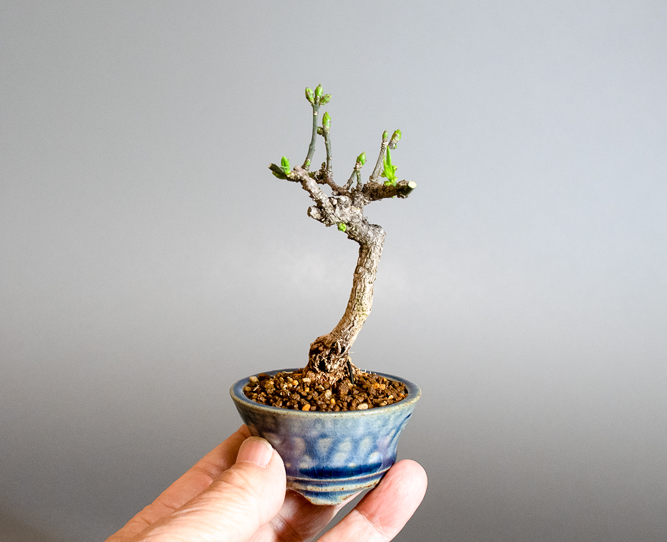 マユミ-X1（まゆみ・真弓）実もの盆栽の手乗りの景色・Euonymus hamiltonianus bonsai