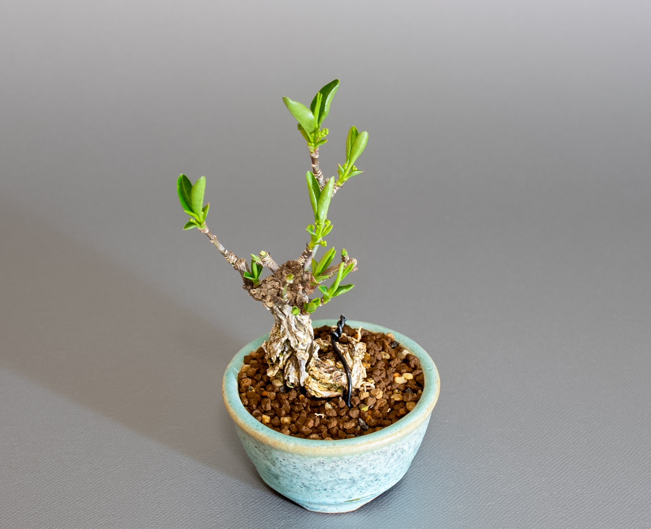 マユミ-Y1-1（まゆみ・真弓）実もの盆栽の上側から見た景色・Euonymus hamiltonianus bonsai