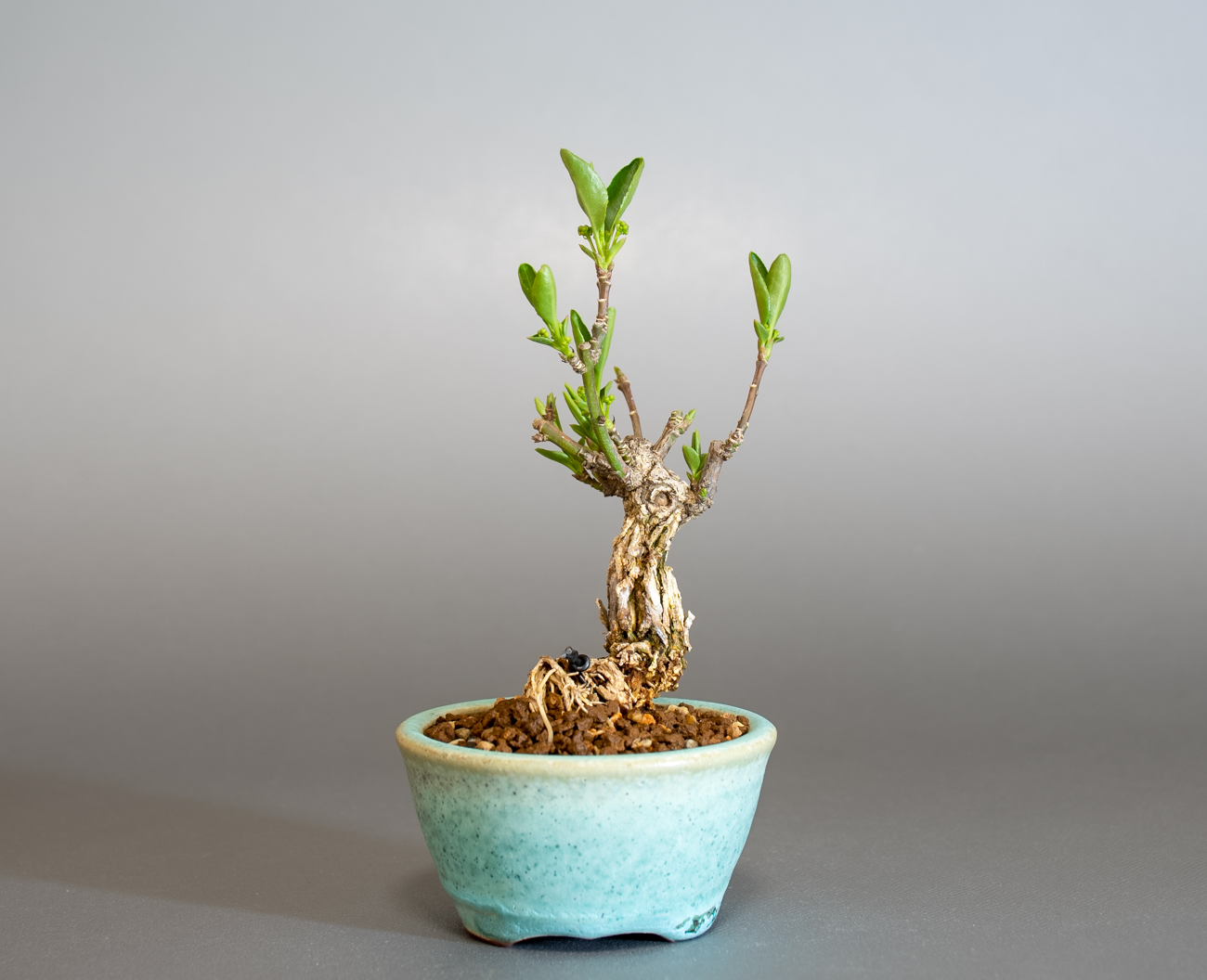 マユミ-Y1（まゆみ・真弓）実もの盆栽を裏側から見た景色・Euonymus hamiltonianus bonsai