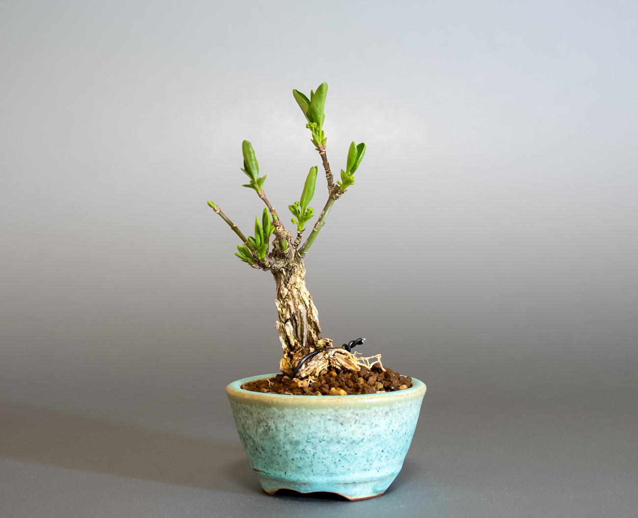 マユミ-Y1（まゆみ・真弓）実もの盆栽を右側から見た景色・Euonymus hamiltonianus bonsai