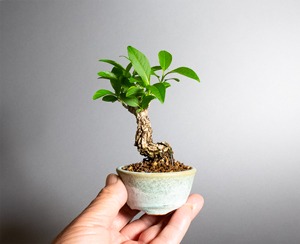 マユミ-Y1(真弓盆栽)Euonymus hamiltonianus bonsai