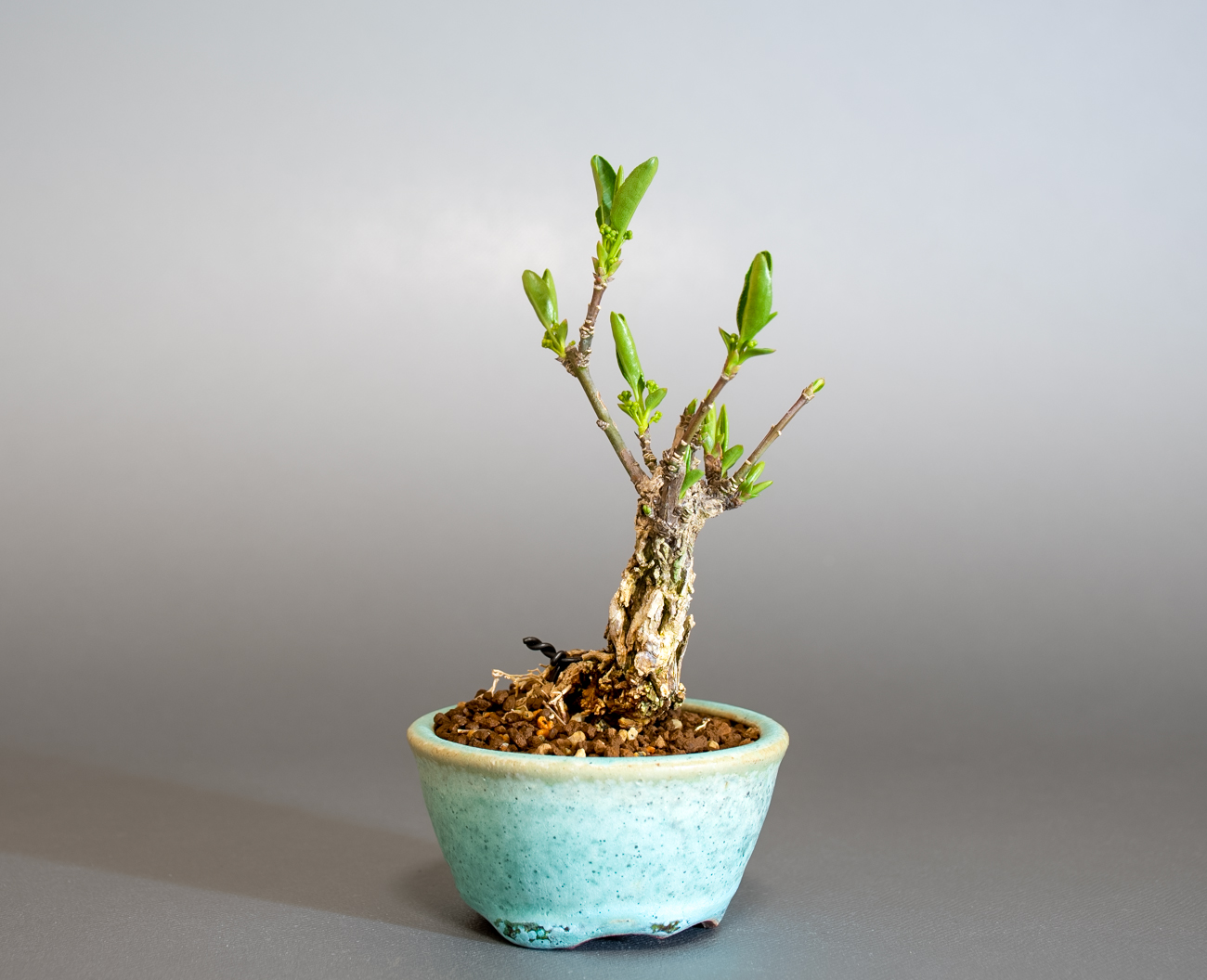 マユミ-Y1（まゆみ・真弓）実もの盆栽を左側から見た景色・Euonymus hamiltonianus bonsai