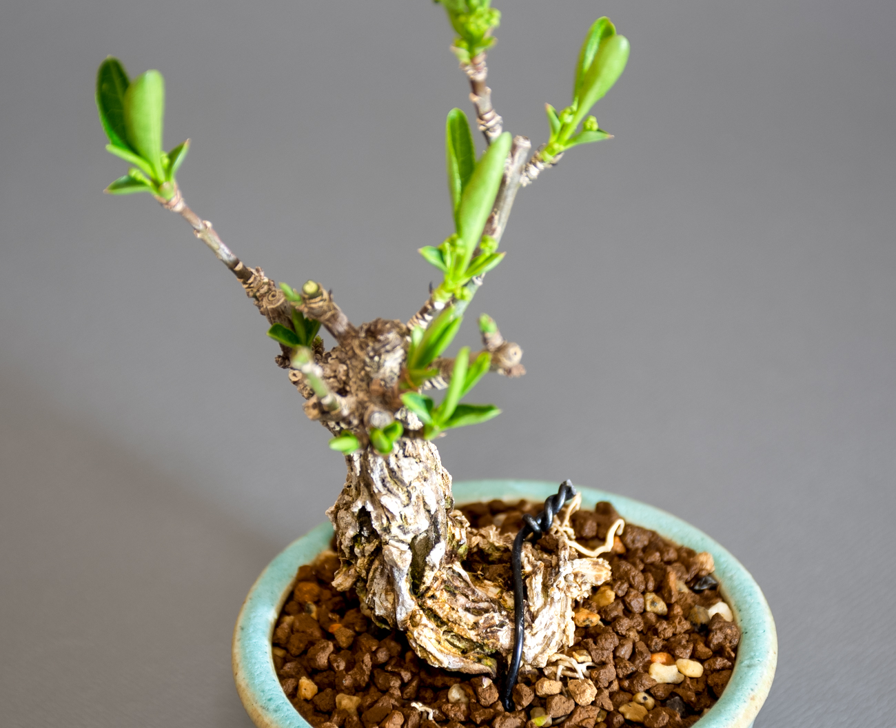 マユミ-Y1（まゆみ・真弓）実もの盆栽の拡大して見た景色・Euonymus hamiltonianus bonsai
