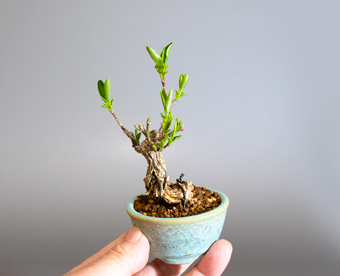 マユミ-Y1（まゆみ・真弓）盆栽の樹作りの参考樹形・Euonymus hamiltonianus Wall Best bonsai