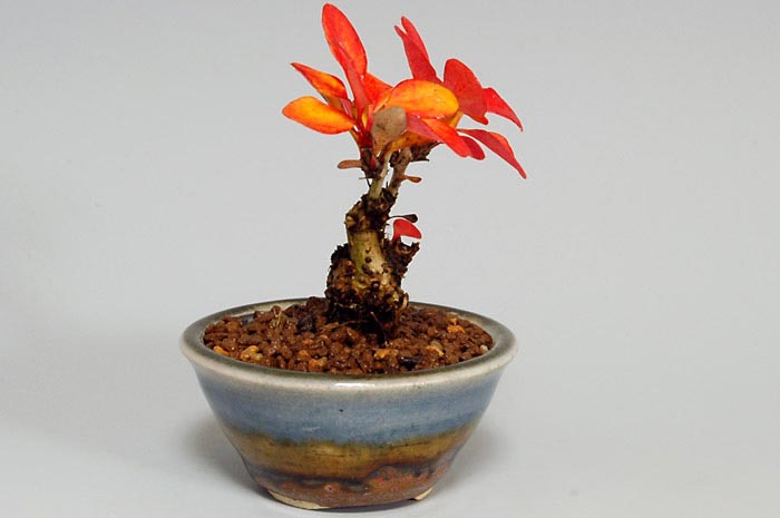 盆栽・メギA（めぎ・目木）実もの盆栽を左側から見た景色・Berberis thunbergii bonsai