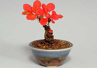 メギ-A（めぎ・目木）盆栽の樹作りの参考樹形・Berberis thunbergii Best bonsai